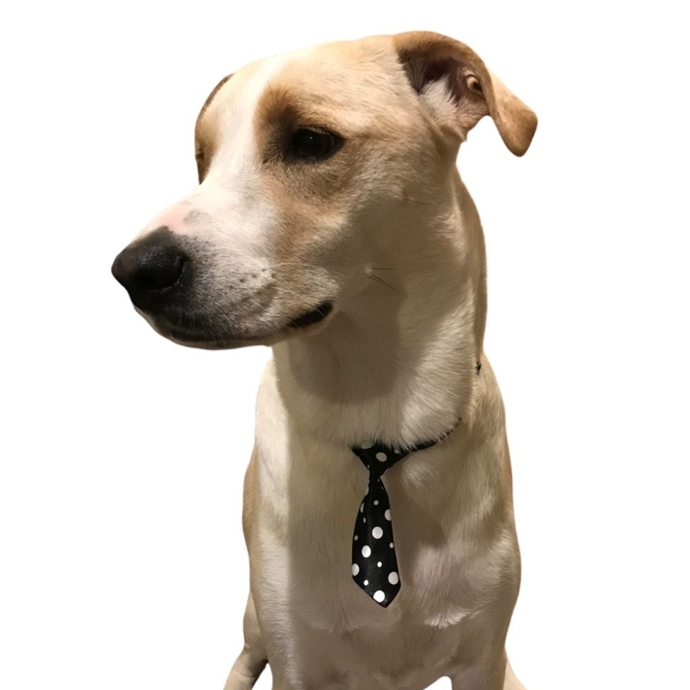 Adjusting Dog Neck Tie Collar